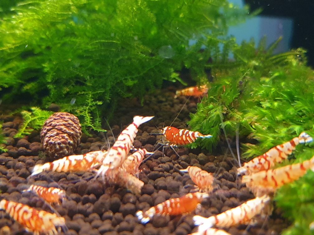 Krewetki Red Fancy Tiger