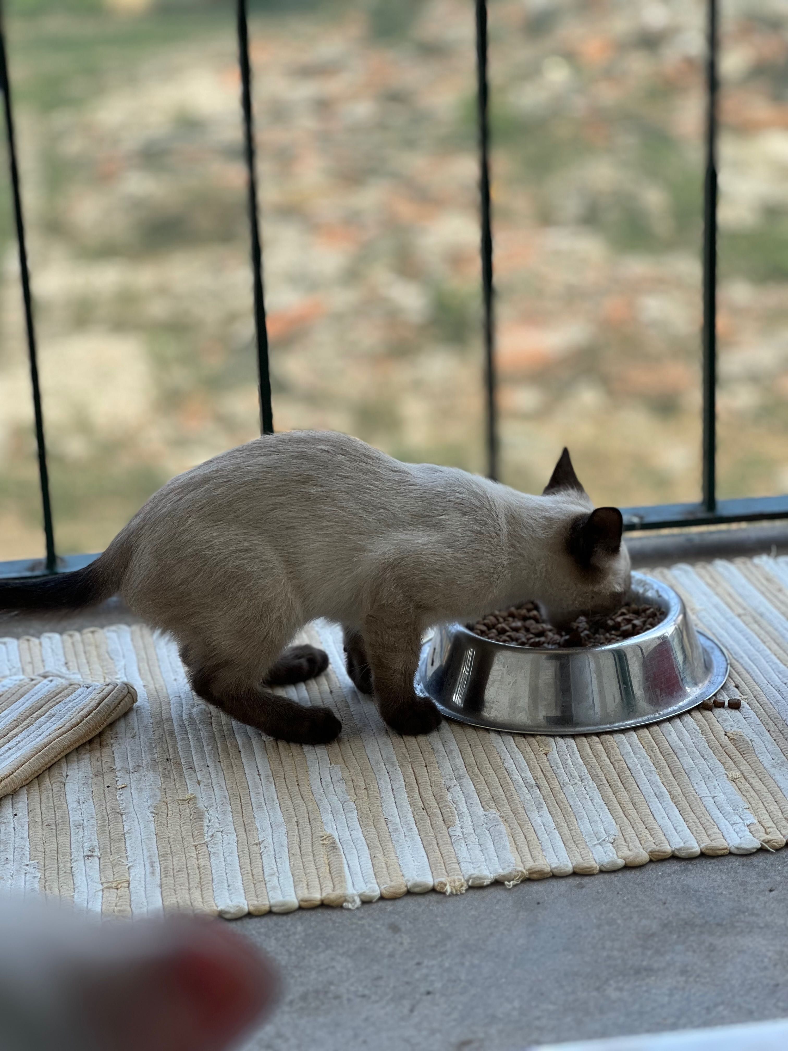 Gatinhos para adoção