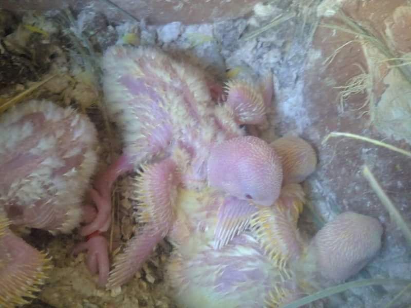 Agapornis bebés para criar a mão