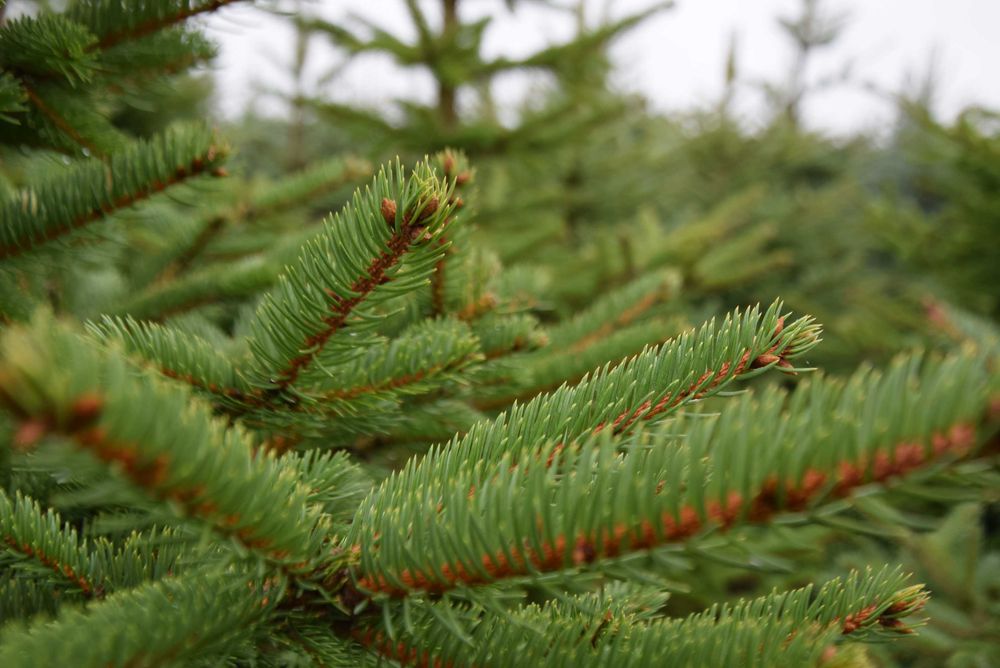 Choinki, świerk srebrny, pospolity (HURT DETAL) HURT