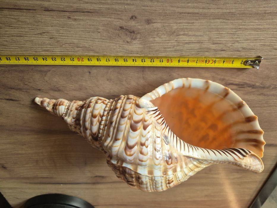 Charonia Tritonis