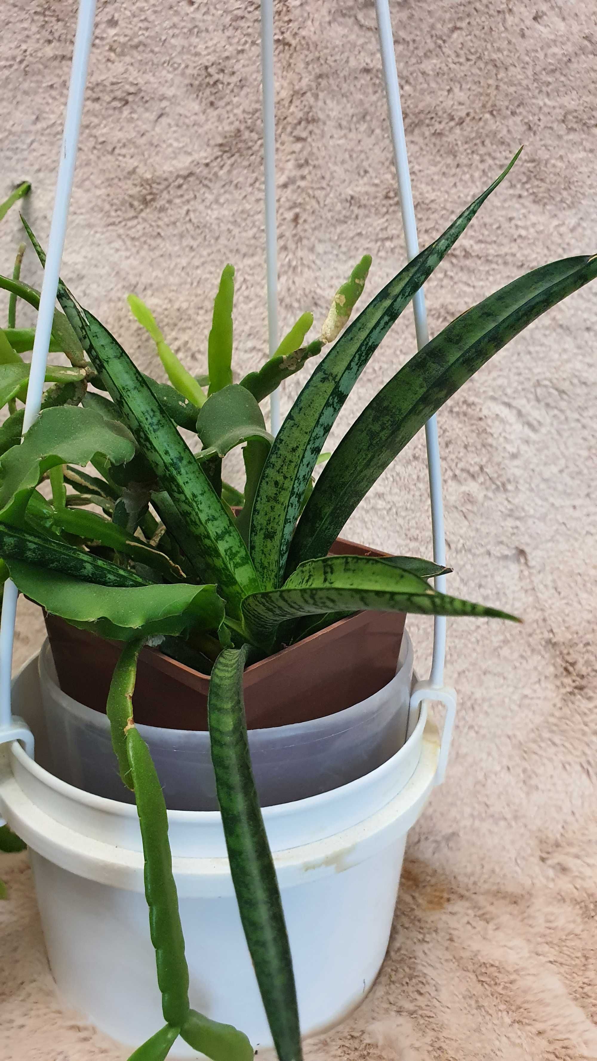 Продам Сансевиерии Бонсель,Sansevieria `Sansiam Moto`