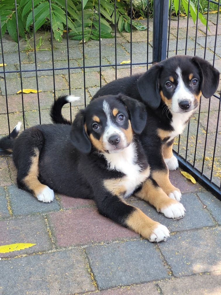 Entlebucher Sennenchund FCI