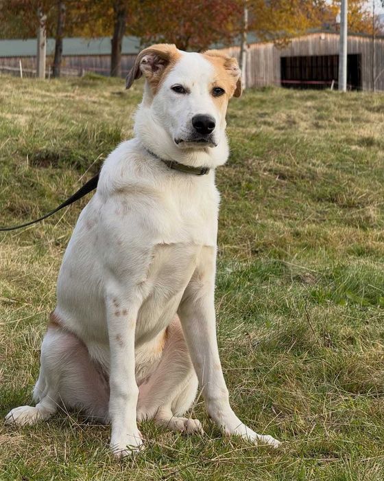 Кузя, метис, шукає дім