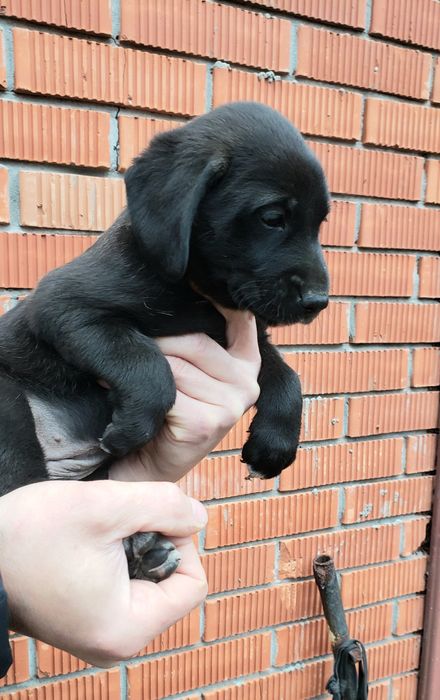 Маленькая брюнетка в хорошие ручки