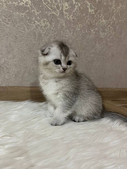 Кошенята готуються до переїзду , гарнющі грайливі шатландці .
