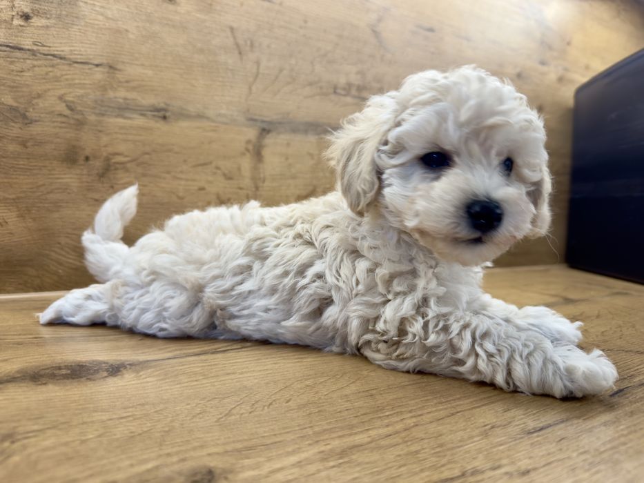 Bichpoo,Poochon pudel, Bichon frise, piesek