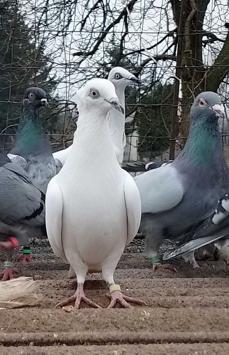 Czarnodzioby , białopolskie