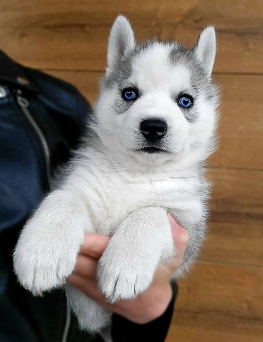 Sunia Ice Queen niebieskooka szczenie Siberian Husky zkwp fci