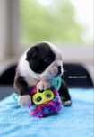 Boston terrier szczeniak suczka piesek