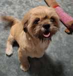 Shih tzu oddam szczeniak