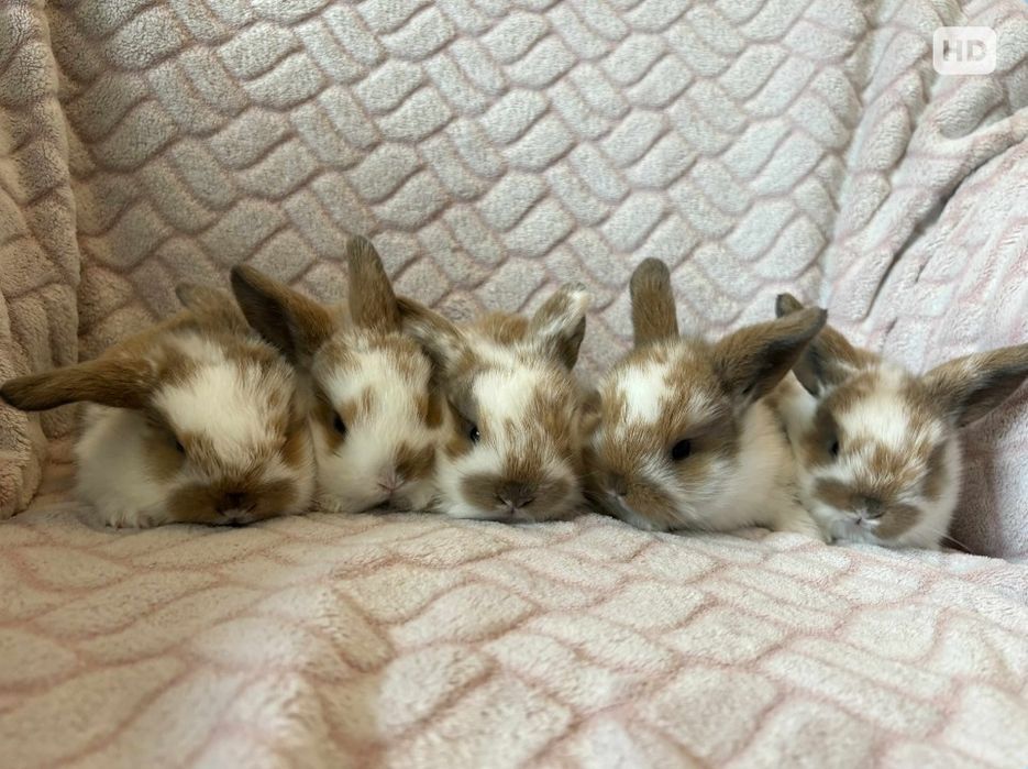 Ostatni  mini Lop króliczek ministurka