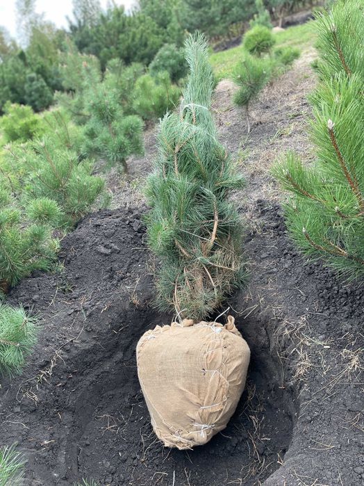 Сосна крымская с комом (1.5 - 2 метра)