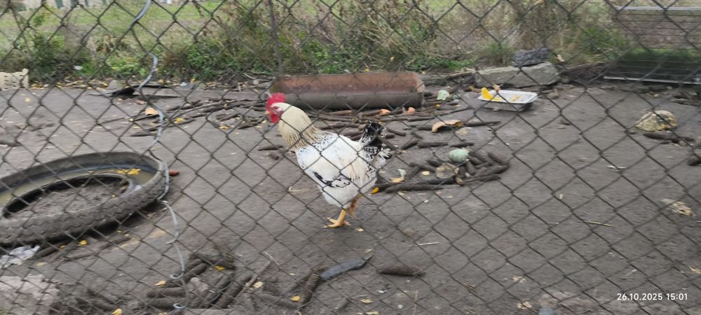 Koguty Dominant Blue i Sussex