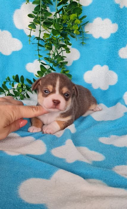 Excecional mini menino Chihuahua/Chiuaua de Qualidade,LinhagemRussa