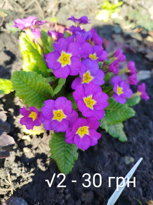 Примула садова, примула. Набір примули.