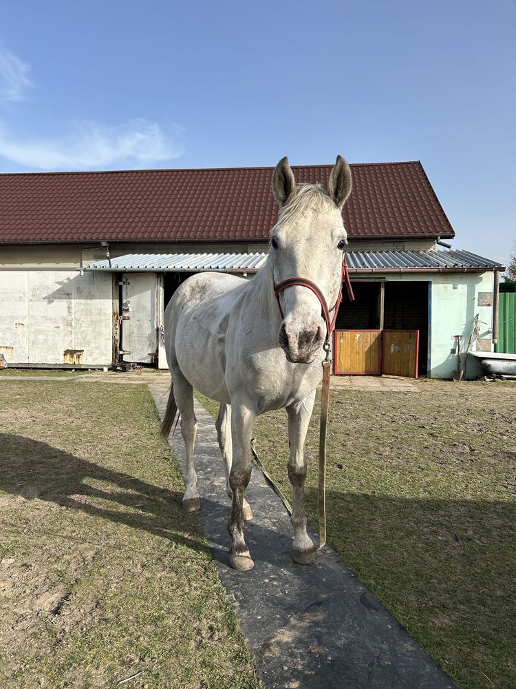 Sprzedam 4 konie, klacz małopolska wraz z jej potomstwem