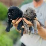 Cane corso szczeniak