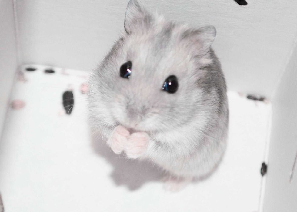 Джунгарские хомячки, хомячата, хомяки, хомяк, карликовые, джунгарики