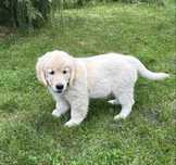 Golden Retriever ZKwP FCI Gotowe do odbioru