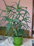 Aloes kwiat sadzonki
