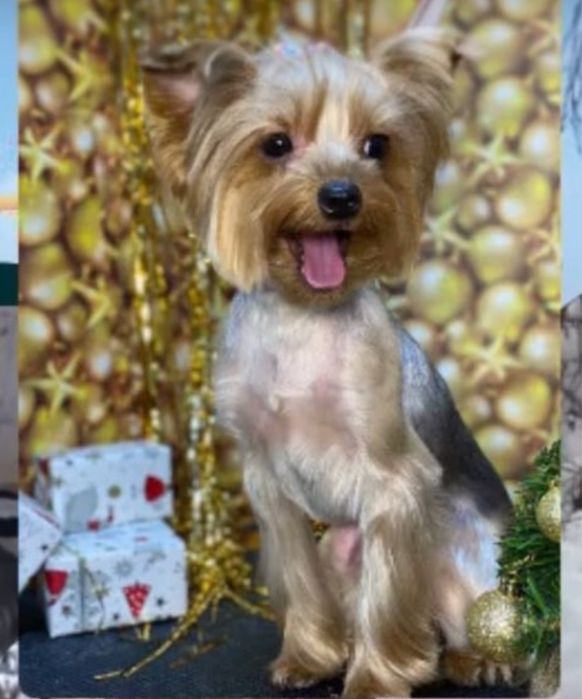 Цуценя йорка йоркшерський терєр