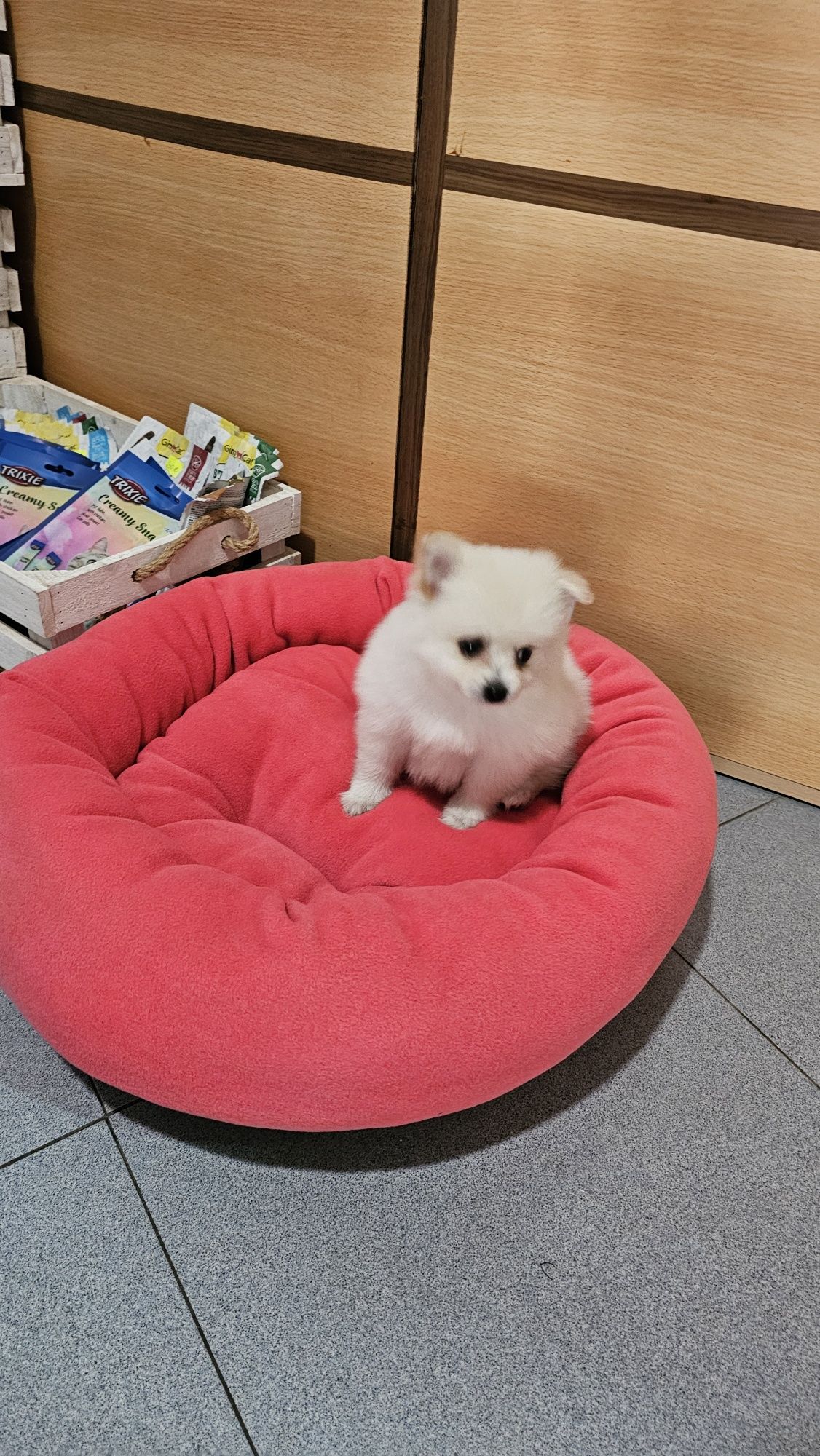 Lulu pomerânia fêmea
