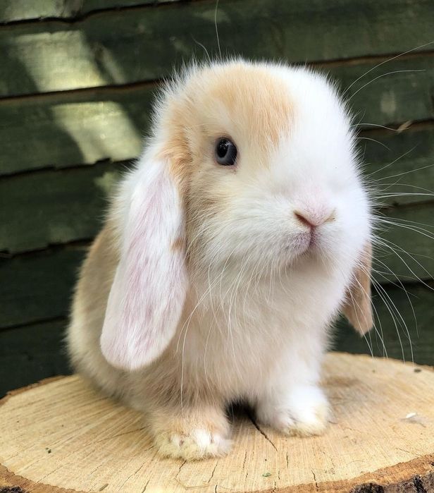 KIT Coelhos anões mini loop, belier super inteligentes e brincalhões