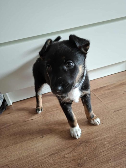 Oddam szczeniaka w dobre ręce