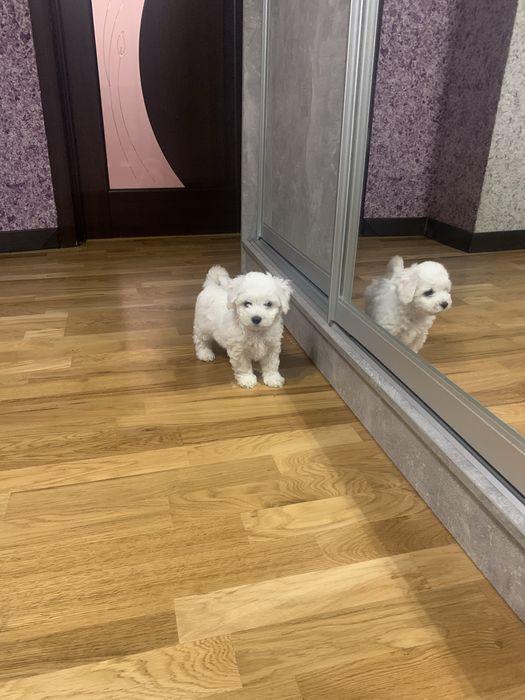 Собачки Бішон Фрізе