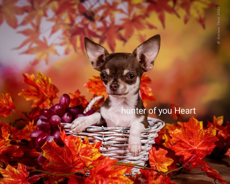 Небольшая девочка чихуахуа