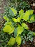 Funkia ogrodowa  sadzonka
