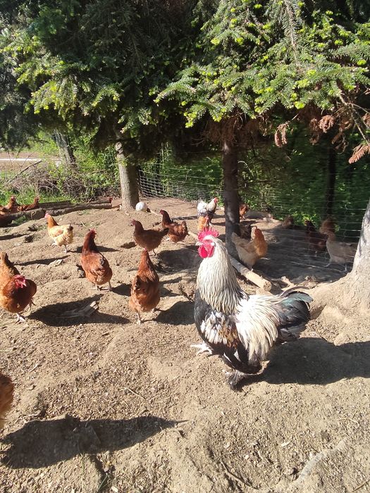 Sprzedam koguty zeszło roczne