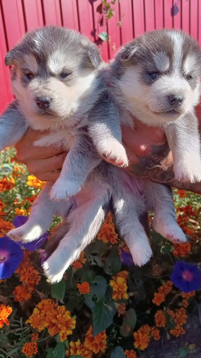 Чистокровні з документи