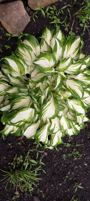 Вейгела хости бересклети гортензії астильби гейхери