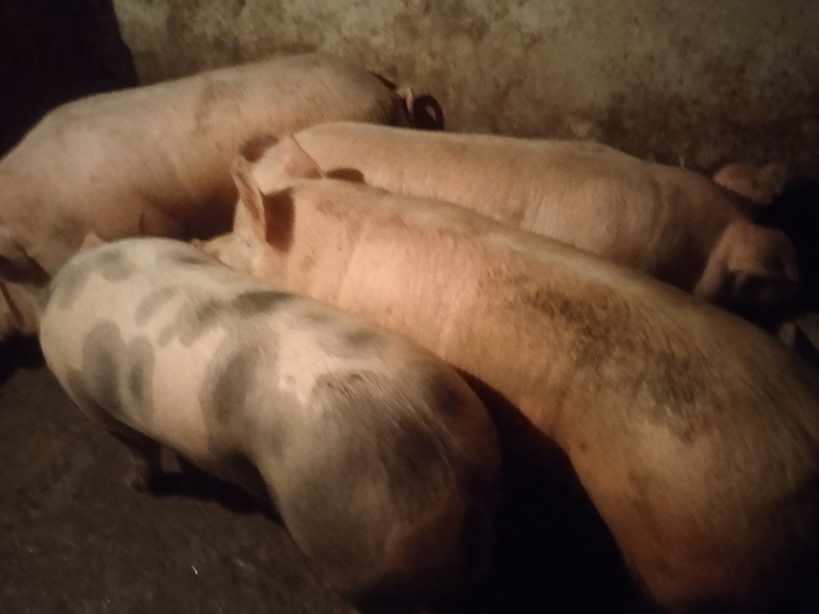 Продам свині живою вагою, або битою
