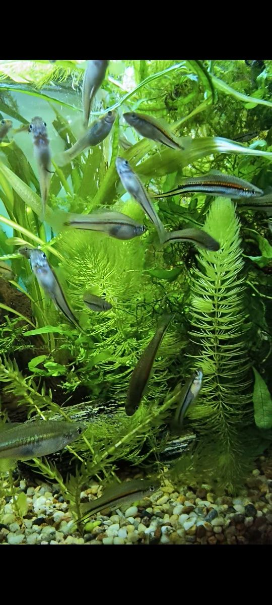 Xiphophorus helleri "Rio Jalapa"