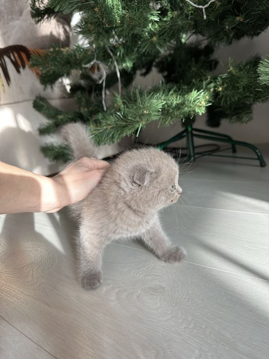 Прямоухие и вислоухие котята . Безумно красивые шотландцы