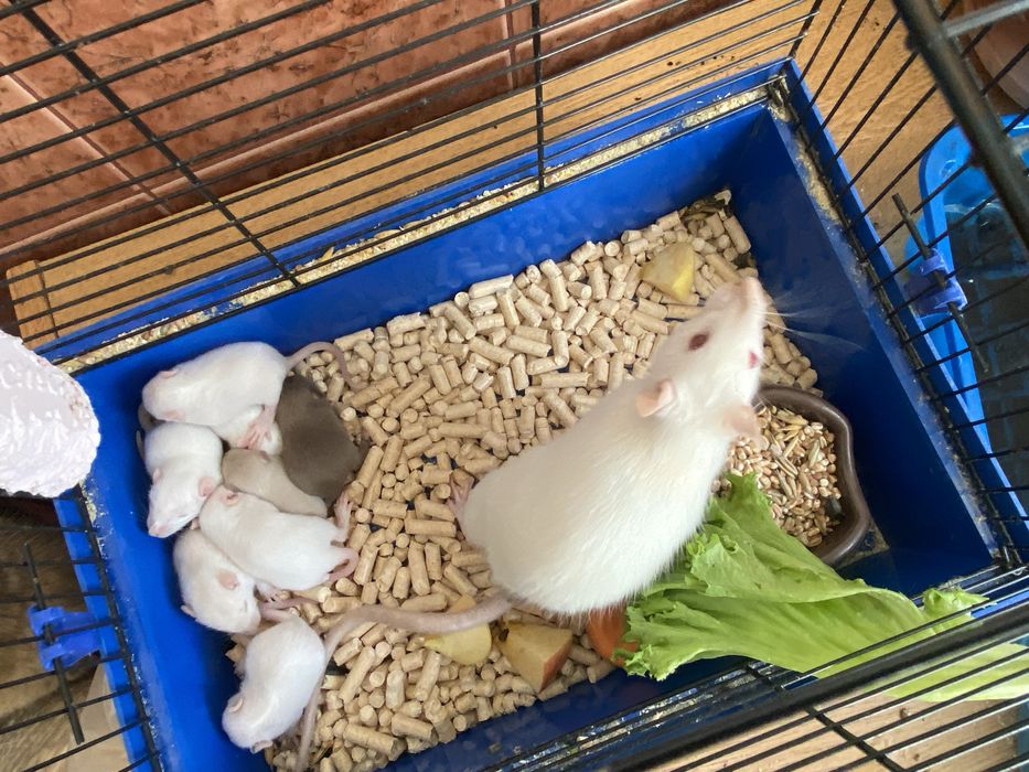 Щурики  різних окрасів