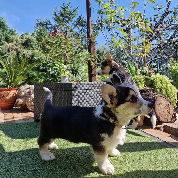 Вельш Корги щенки