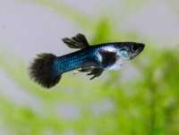 Trio Guppy endler blue panda