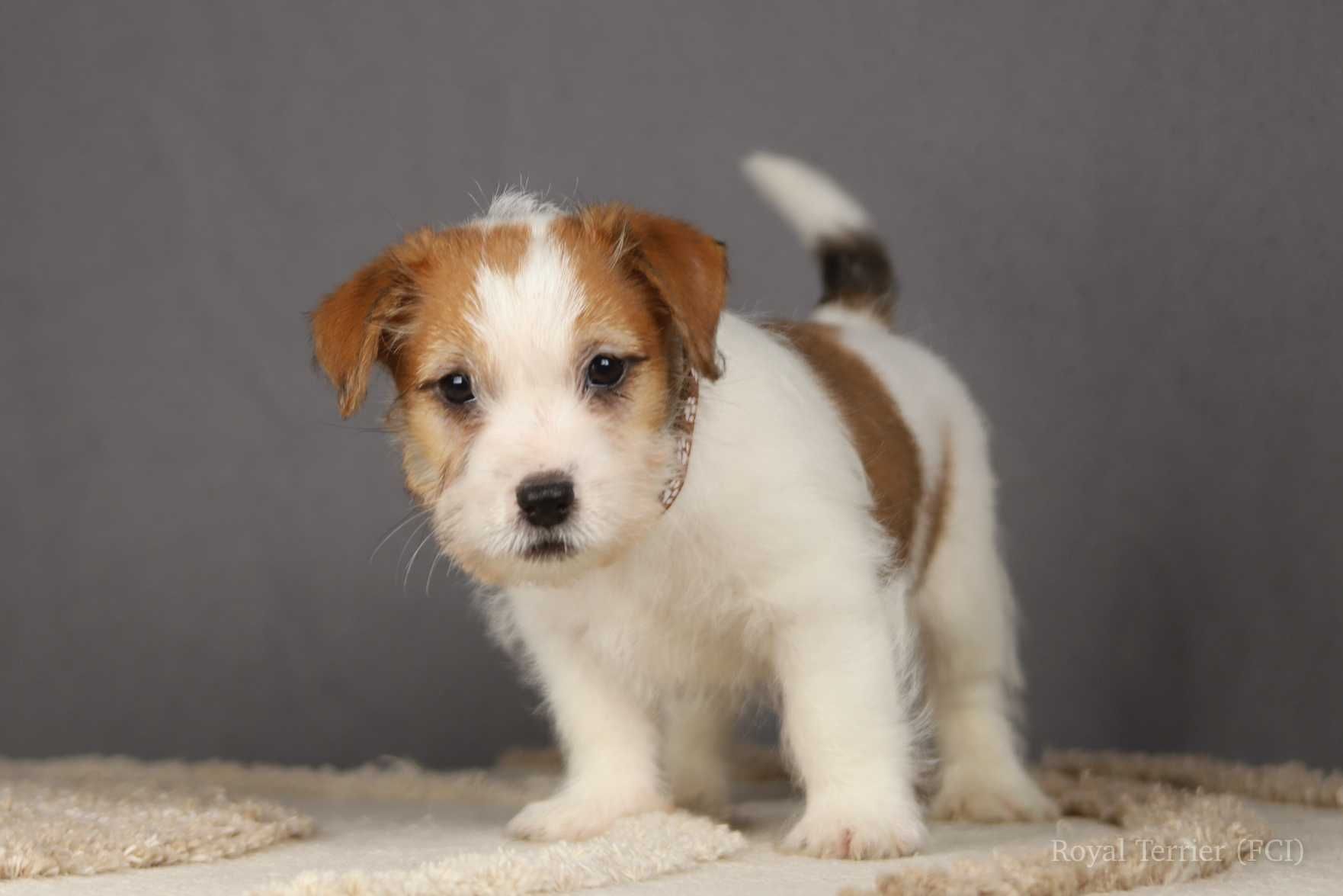 piesek Jack Russell terrier ZKWP/FCI szorstkowłosy