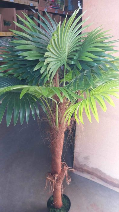 Palmeiras lindissimas nova entrada com entrega