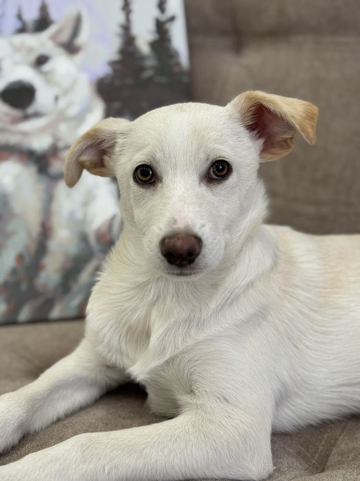 Цуценя 4 міс шукає родину