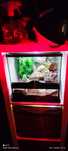 Terrarium Exo Terra Mini Wide 30x30x30, Ikea Kallax, Led