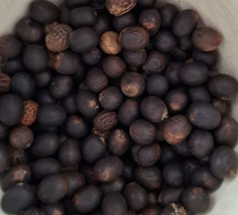 nasiona kanny paciorecznik