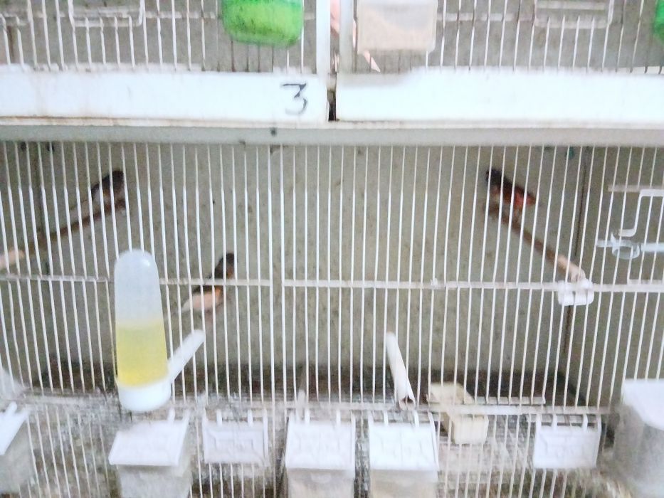 Passaros e  viveiros