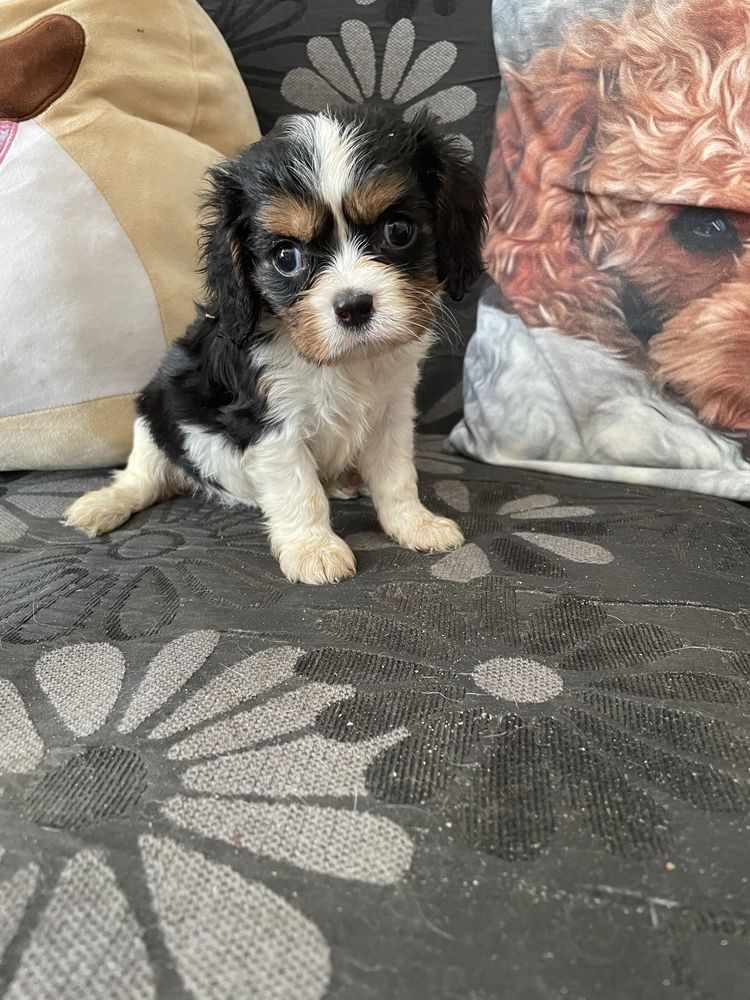 Cavalier king charles spaniel tricolor samiec