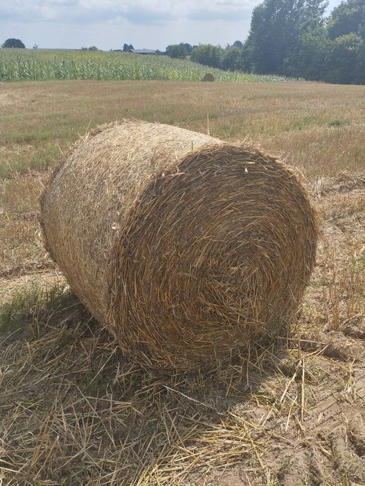 Słoma owsiana z tegorocznych zbiorów