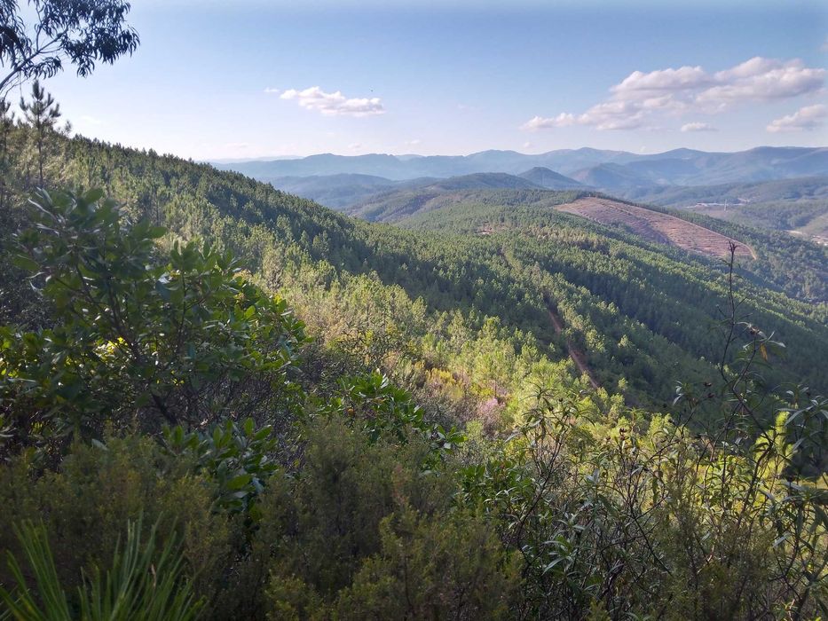 Terreno rustico zona de pinhal 3.8ha